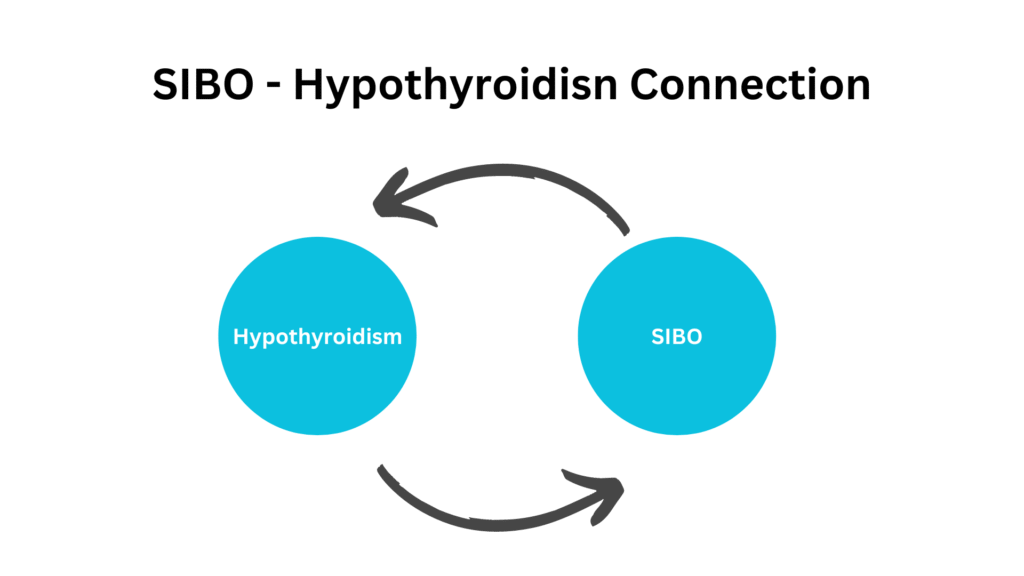 hypothyroidism SIBO connection