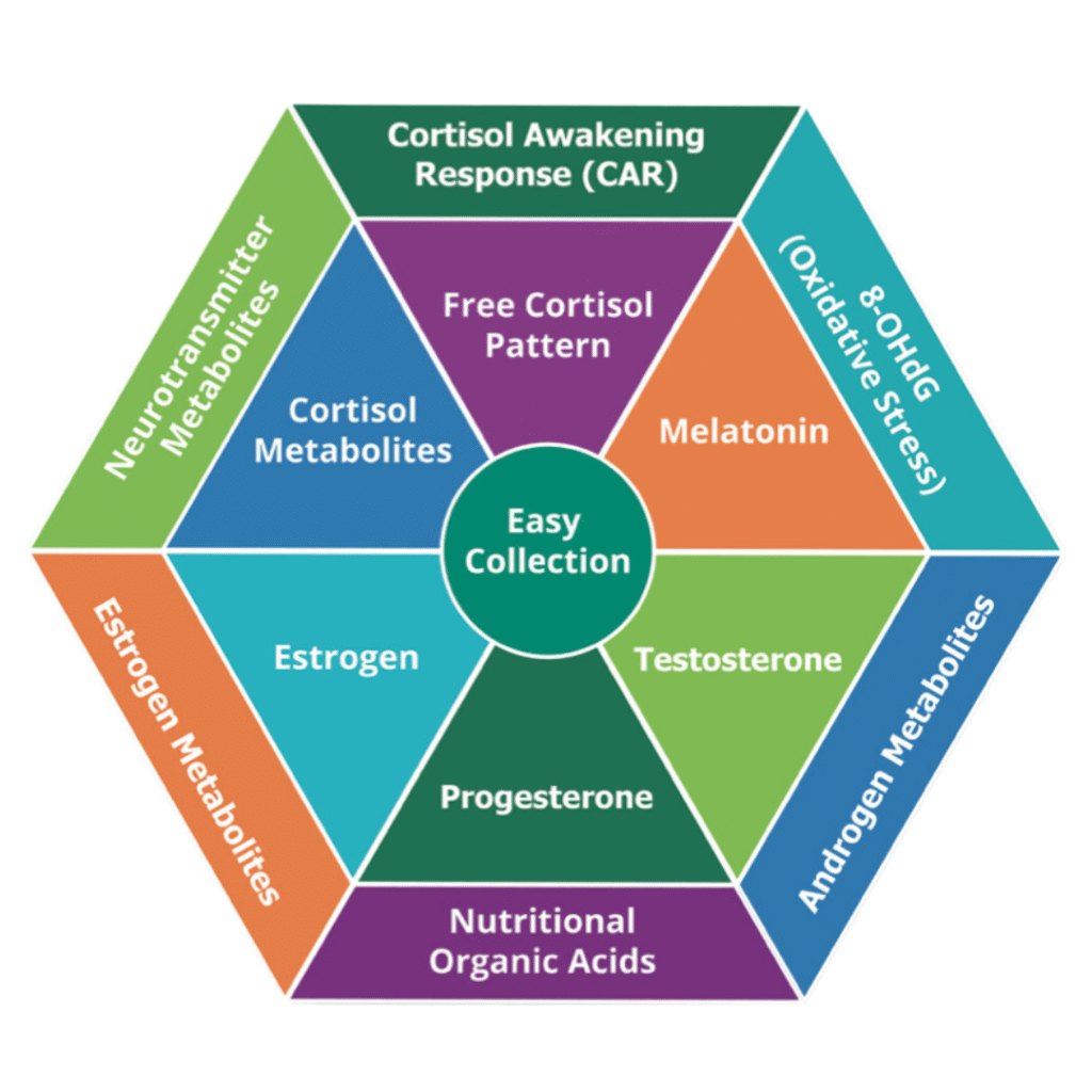 dutch complete test UK